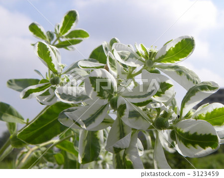 一朵白花，就像盛開在仲夏的第一場雪 3123459