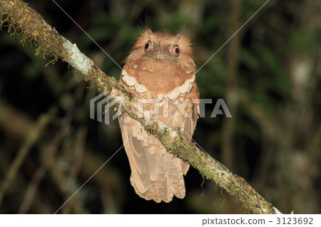 Philippine Gamaguchi Yotaka 3123692