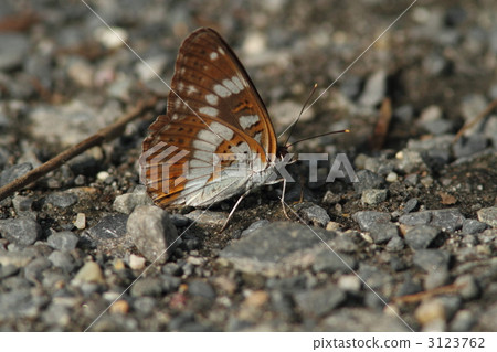 Asamama Ichimonji to absorb water Asamama Ichimonji to absorb water 3123762