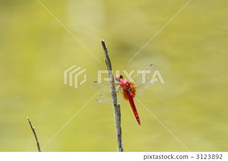 Shoujo dragonfly Shoujo dragonfly 3123892