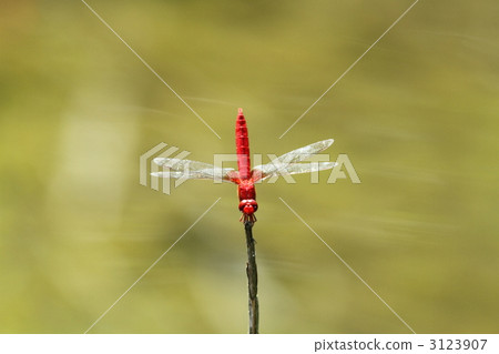 A standing dog's dragonfly ♂ 3123907