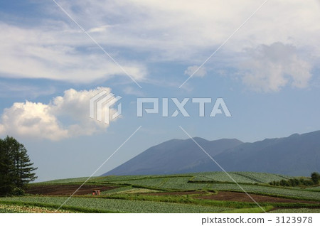 Tsumagoi Village in Shishuzhou (cabbage field) 3123978