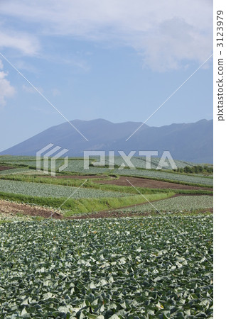 Tsumagoi Village in Shishuzhou (cabbage field) Tsumagoi Village in Shishuzhou (cabbage field) 3123979