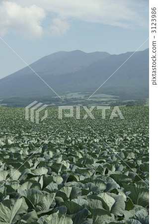 Tsumagoi Village in Shishuzhou (cabbage field) Tsumagoi Village in Shishuzhou (cabbage field) 3123986