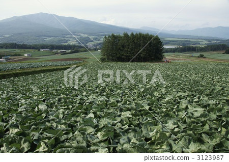 Tsumagoi Village in Shishuzhou (cabbage field) 3123987