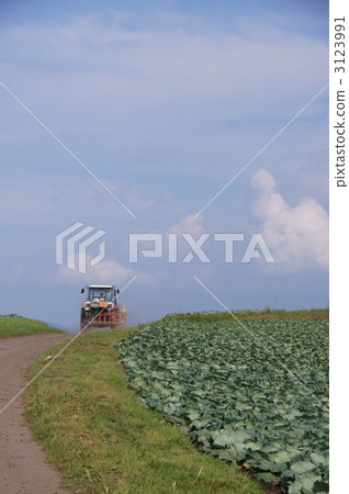 Tsumagoi Village in Shishuzhou (cabbage field) 3123991