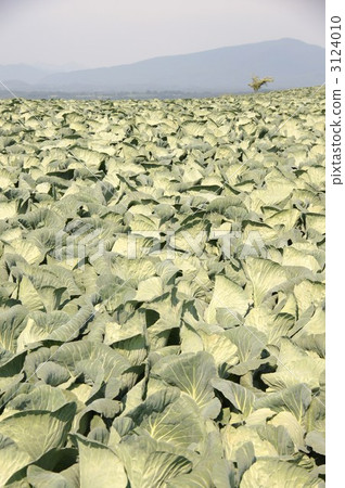 Tsumagoi Village in Shishuzhou (cabbage field) 3124010