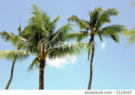 Palm tree of Hawaii 3124087