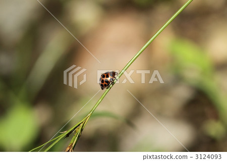 Madara Tentou's companion 3124093