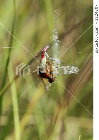 Hatcho Tombo被Naga Koganegumo抓住了 3124207