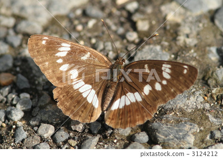 Asamama Ichimonji to absorb water 3124212