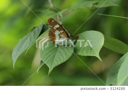 Asamama Ichimonji Asamama Ichimonji 3124280