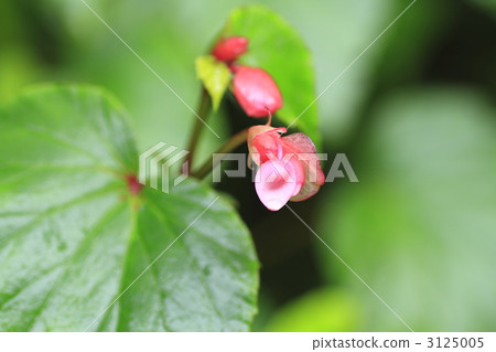 秋海棠 哈迪秋海棠 秋花 3125005