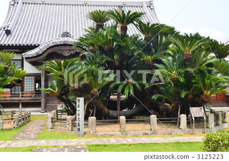 japanese fern palm, hiji town, oita prefecture 3125223