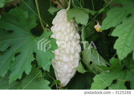 White goya 3125288