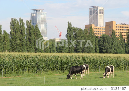 奶牛 牲口 牛 3125467