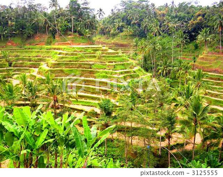 Tegallaran's Rice Terrace (Bali) Tegallaran's Rice Terrace (Bali) 3125555