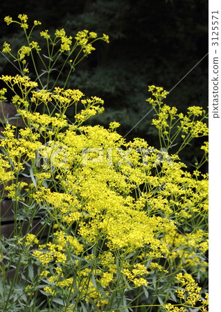 Hayazaki Ominaeji 3125571