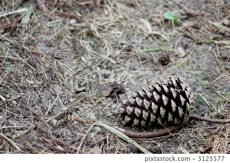 Pine cone of the mountain path 3125577
