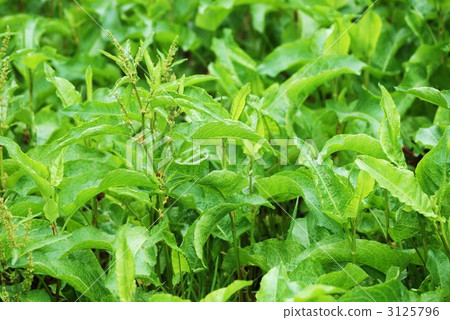 Horizontal position of sweet potato Horizontal position of sweet potato 3125796