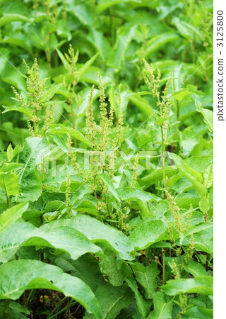 Vertical position of freshwater swimmer cluster 3125800