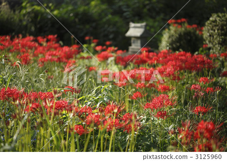 群集孤挺花 3125960