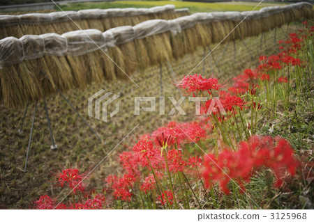 Cluster amaryllis Cluster amaryllis 3125968