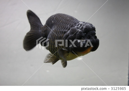 金魚 魚 3125985