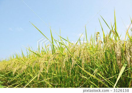農村場景 鄉村風光 作物 3126138