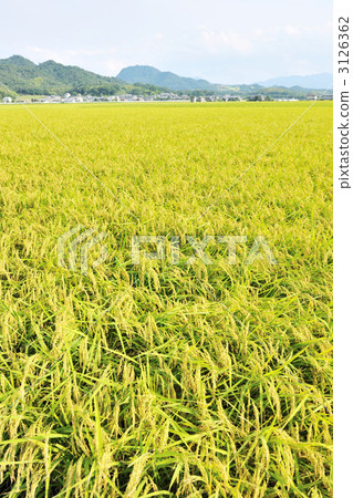 水稻 稻米 米 3126362