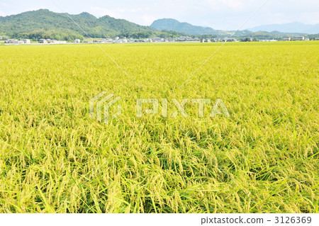 水稻 稻米 米 3126369