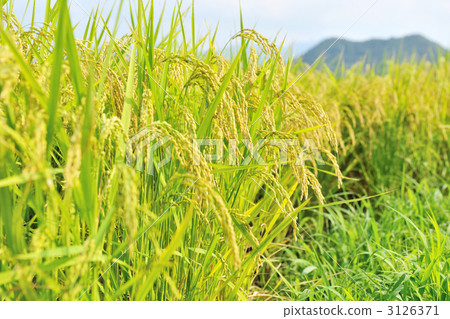 水稻 稻米 米 3126371