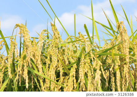 農村場景 鄉村風光 作物 3126386