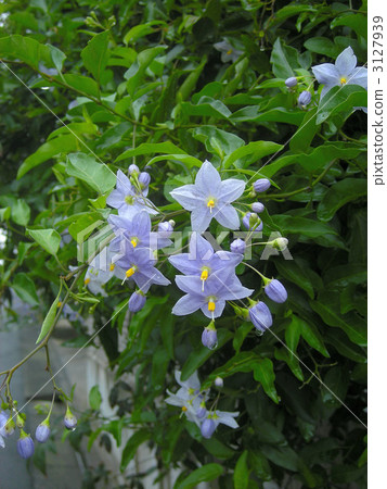 Flowers of Walnut Vi 3127939