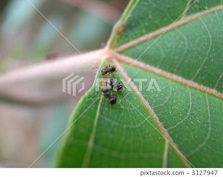 ant, ants, bug 3127947