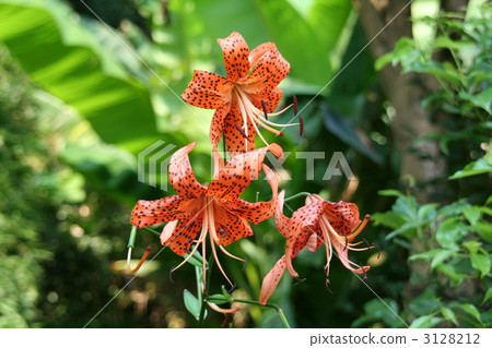 Kisori Onigaru 3128212