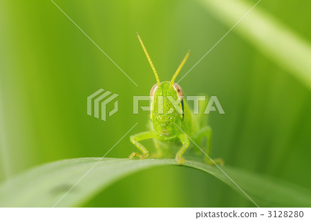 巴坦加粳稻 巴坦加粳稻 3128280