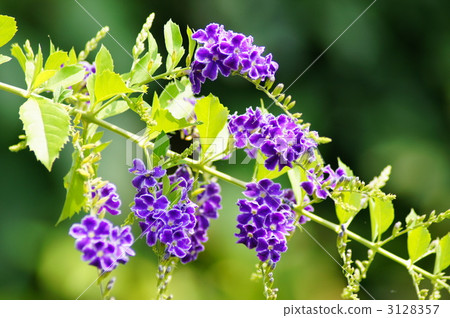 台灣連翹 3128357