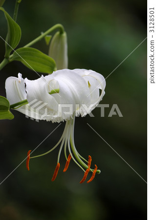 One wheel of Kanoko Yuri One wheel of Kanoko Yuri 3128501