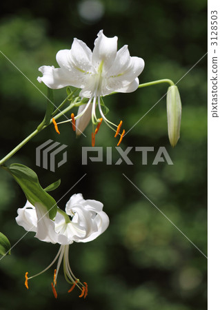 Two-wheeled Kanoko Yuri Two-wheeled Kanoko Yuri 3128503