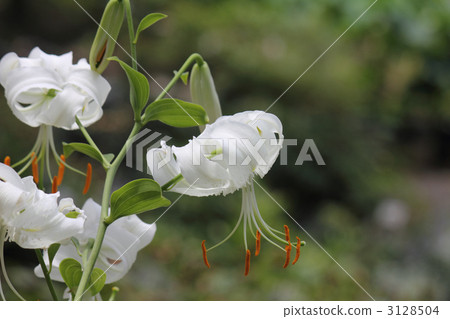 Yuri Kanoko（側身） 3128504