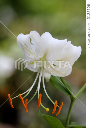 一輪Kanoko Yuri 2 3128506