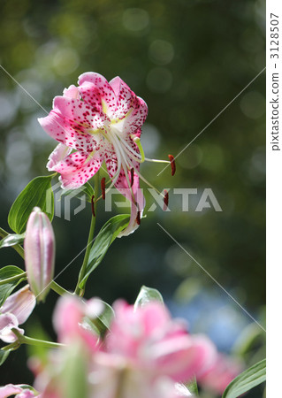 Pinkish Kanoko Yuri (Vertical) Pinkish Kanoko Yuri (Vertical) 3128507