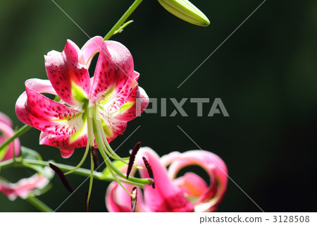 粉紅色的Kanoko Yuri（水平） 3128508