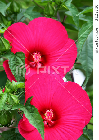 Titan Bicalus（紅色2輪） 3128510