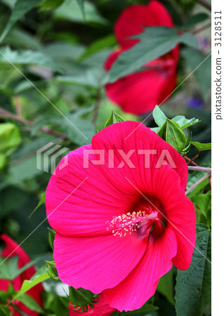 Titan Bikas（紅色側身） 3128511