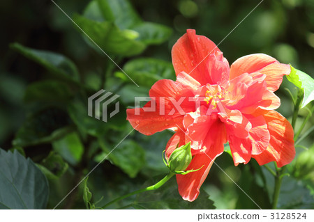 Yae Hibiscus（水平） 3128524