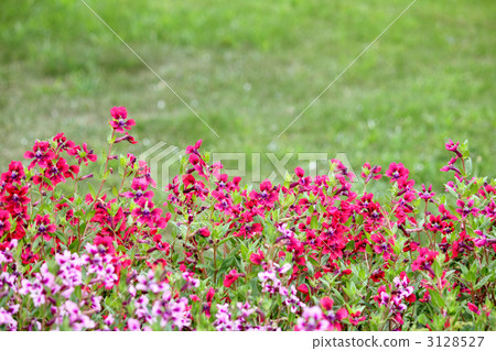 Cuphea and lawn (sideways) 3128527