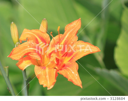 黃色桃花 3128684