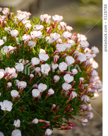 Oxalis·Persi顏色 Oxalis·Persi顏色 3128788